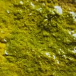 Thai Green Curry Paste,Thai Green Curry Paste Recipe, Thai Green Curry Paste homemade